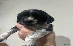 Sprocker dogs for sale: F3 high quality Sprocker’s, strong genes 5 weeks - Image 1