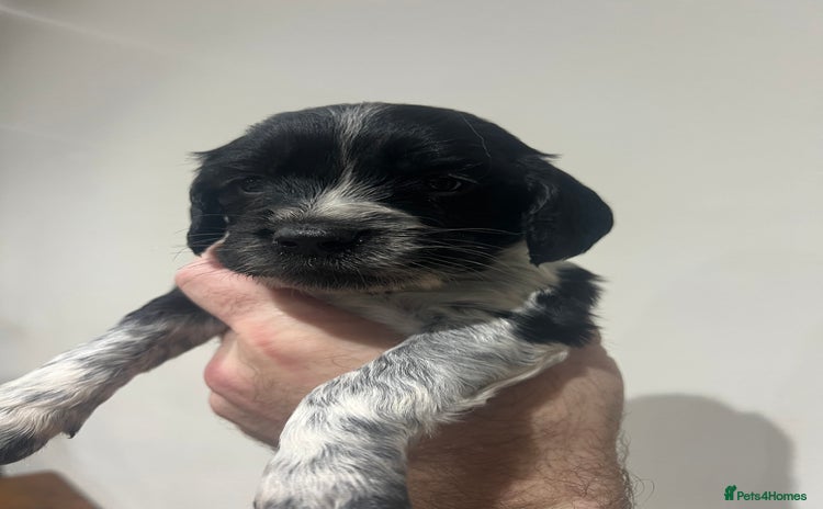 Sprocker dogs - Advert 1