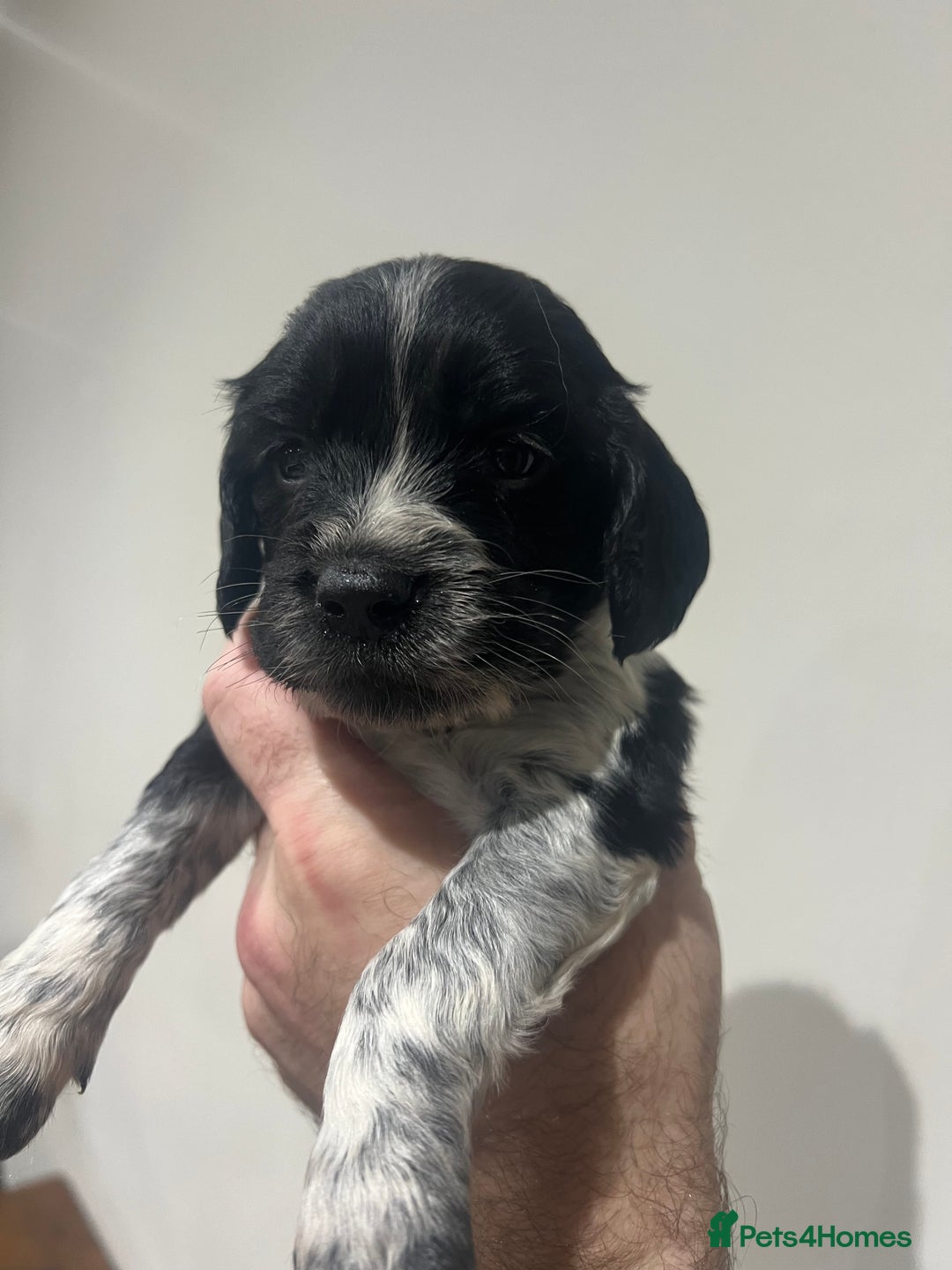Sprocker dogs for sale: F3 high quality Sprocker’s, strong genes 5 weeks - Image 1