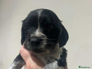 Sprocker dogs - Advert 1