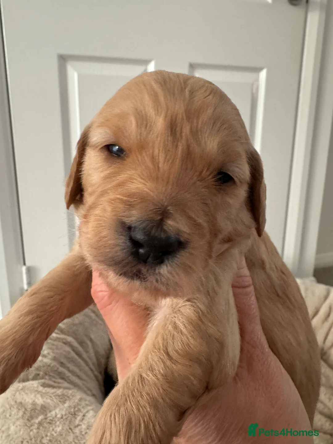 Goldendoodle dogs for sale: F1 Golden Doodles  - Advert 18
