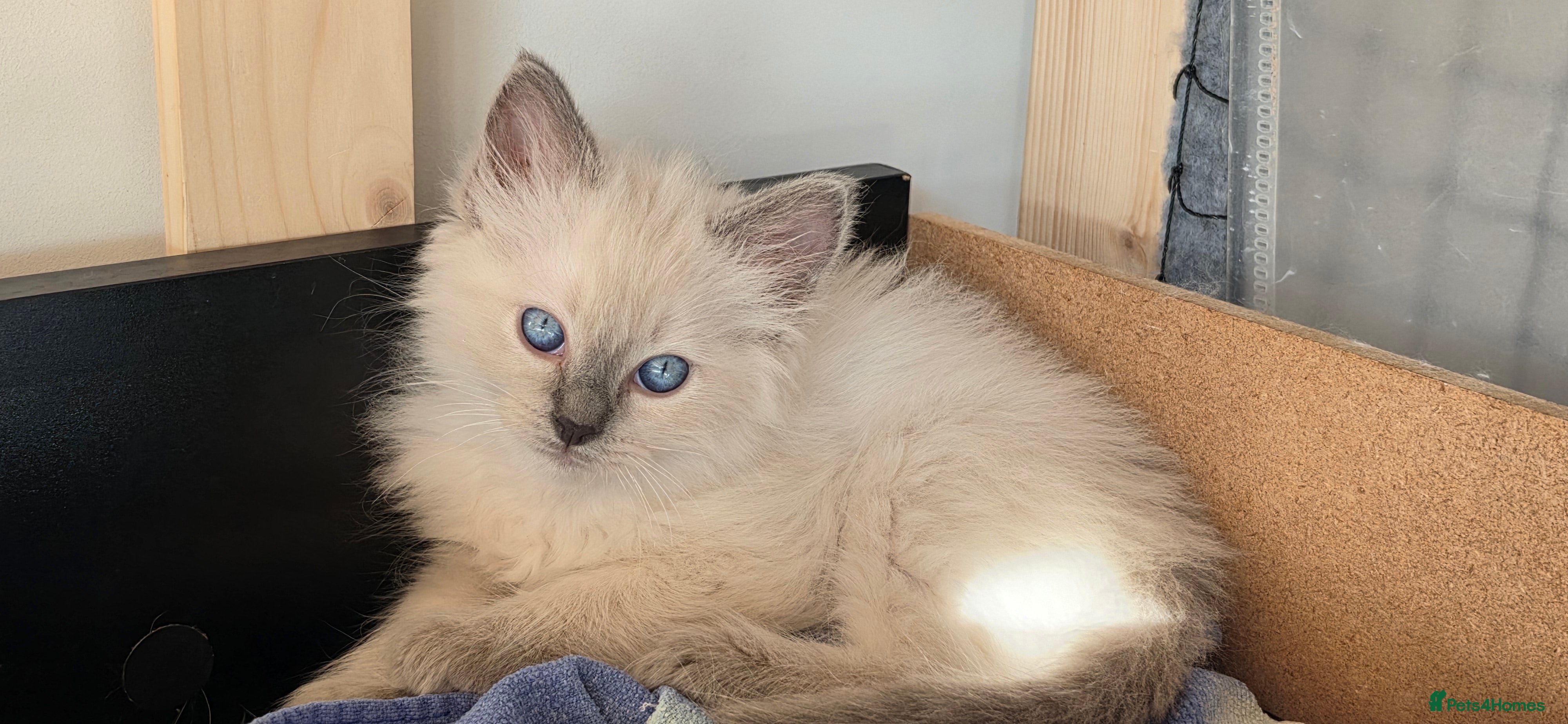 Ragdoll cats Gorgeous Ragdoll ready to leave 25 July - Advert 2