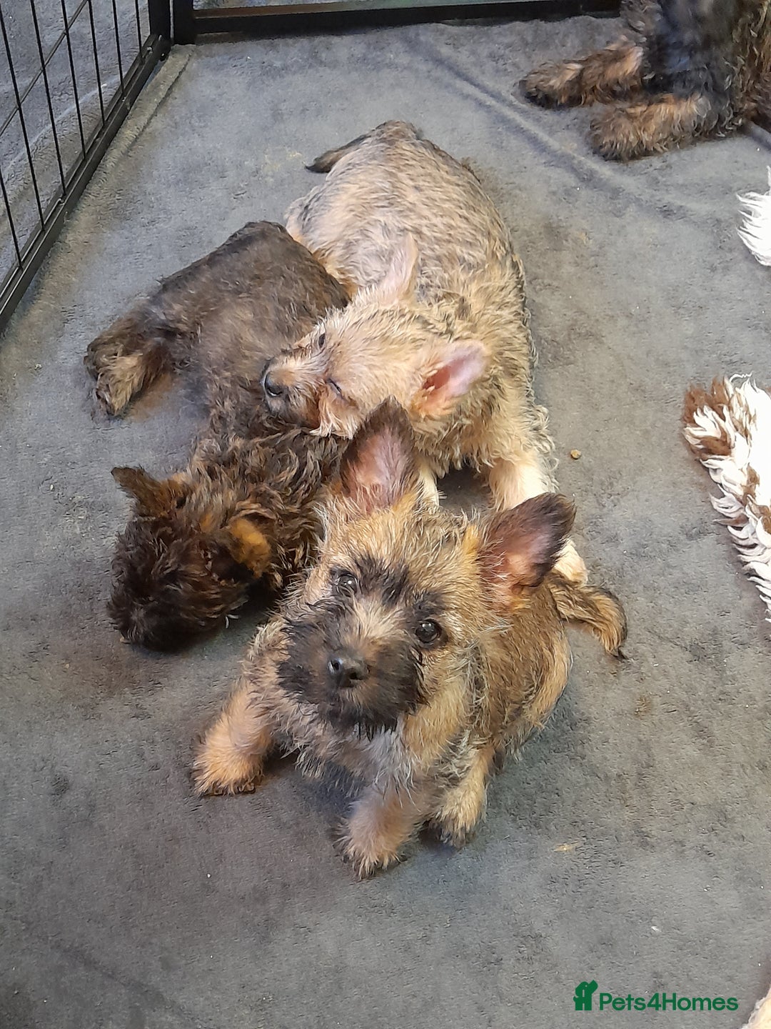 Cairn Terrier dogs for sale: 3 BOYS & 2 GIRLS LEFT OUT OF 7 - Advert 4
