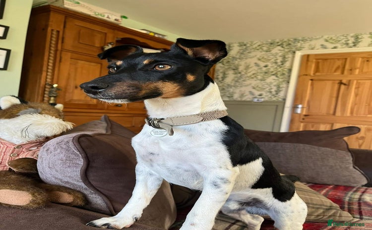 Jack Russell dogs - Advert 2