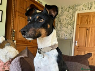 Jack Russell dogs - Advert 12