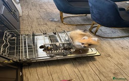 Pomeranian dogs for sale: pomeranian baby girl  - Image 3