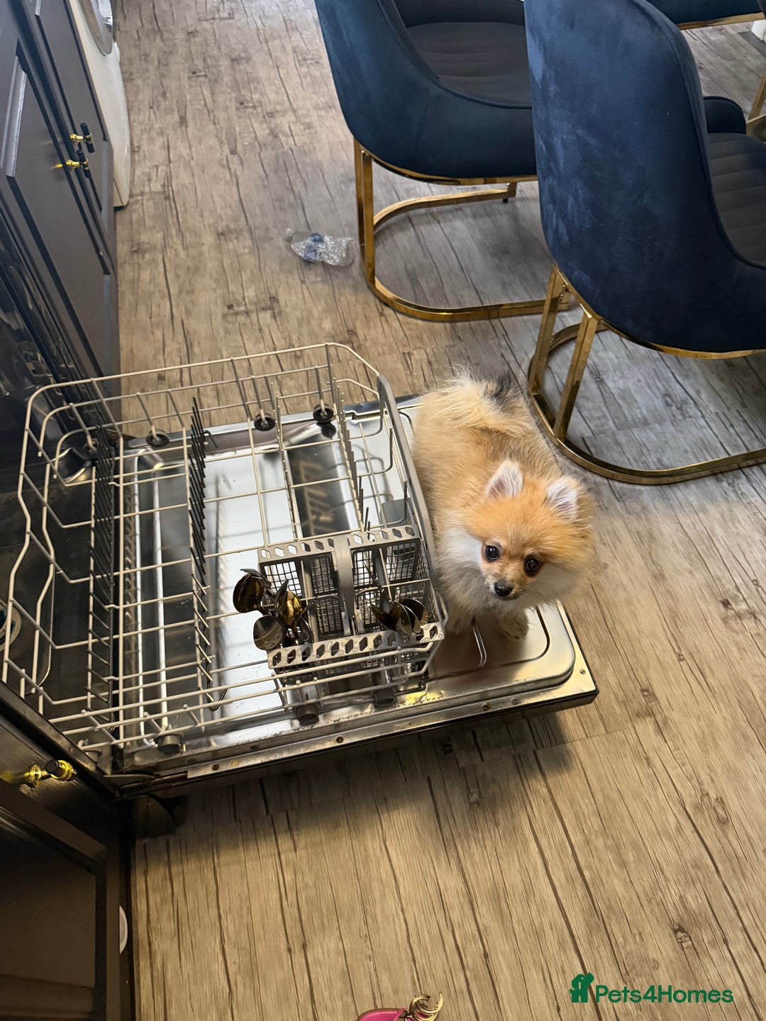 Pomeranian dogs for sale: pomeranian baby girl  - Image 3