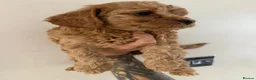 Cockapoo dogs for sale: Gorgeous Red Cockapoo Puppies  in Brighouse - Advert 14