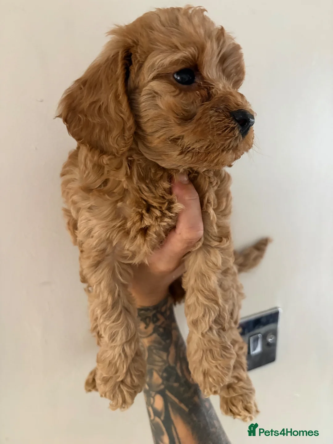 Cockapoo dogs for sale: Gorgeous Red Cockapoo Puppies  in Brighouse - Advert 14