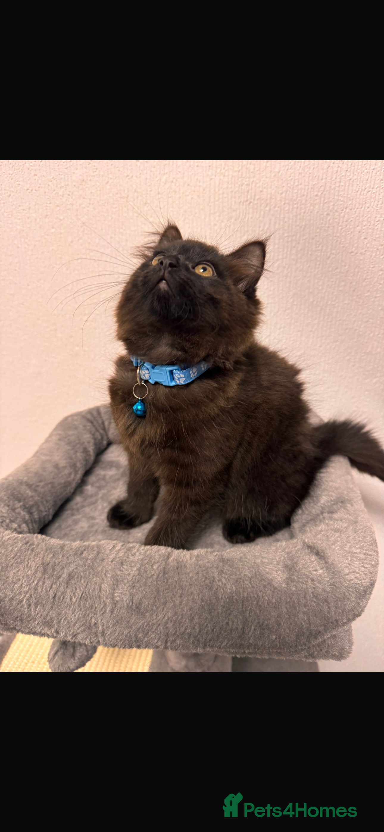 Mixed Breed cats 11 Week Old Kitten  - Advert 1