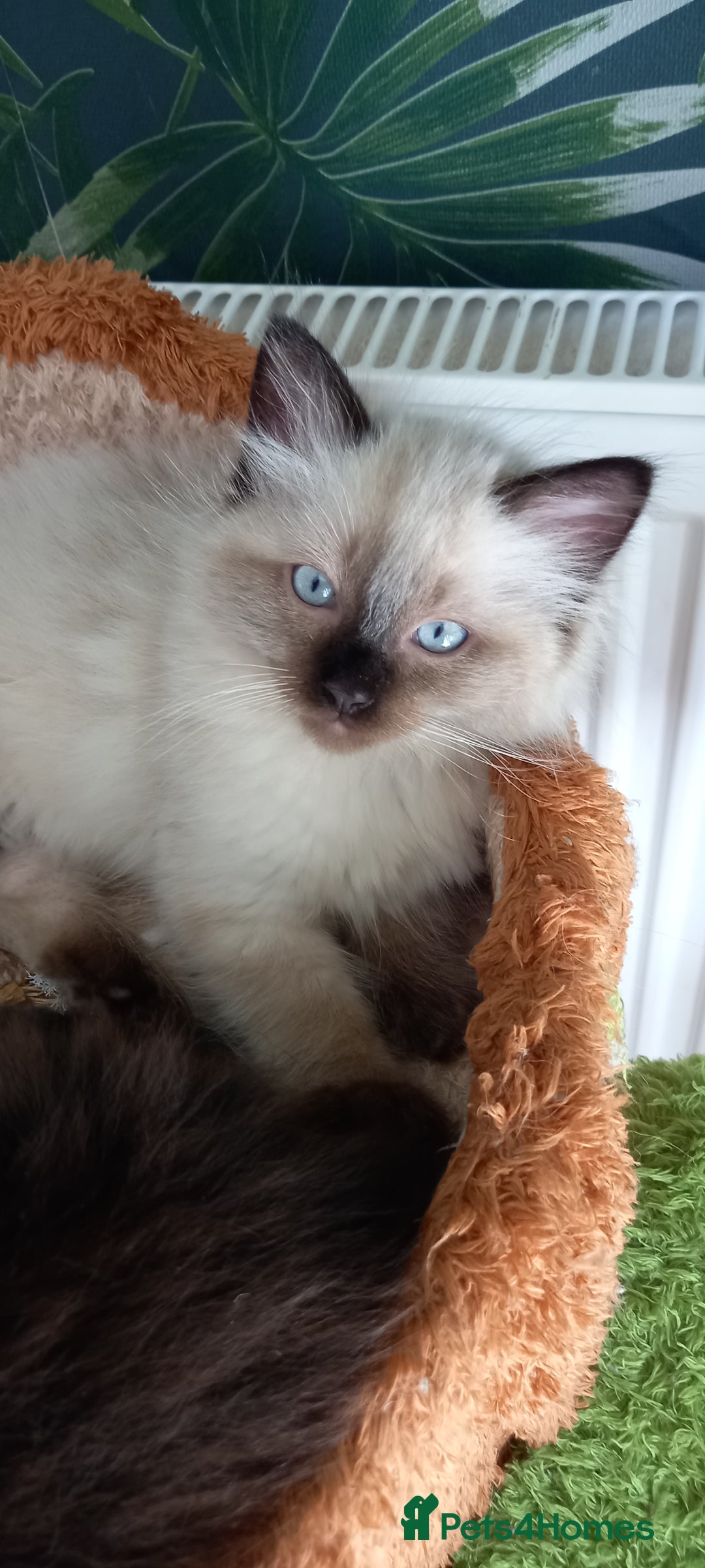 Ragdoll cats for sale: 2 flame point 1 chocolate point ragdolls  - Image 5