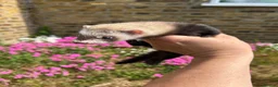 Ferret rodents for sale: Ferret kits  - Advert 5
