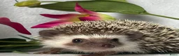 Pygmy Hedgehog rodents for sale: African Pygmy Hedgehog  - Advert 14