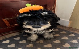 Bernedoodle dogs for sale: Beautiful Young Bernedoodle - Full of Love - Image 4