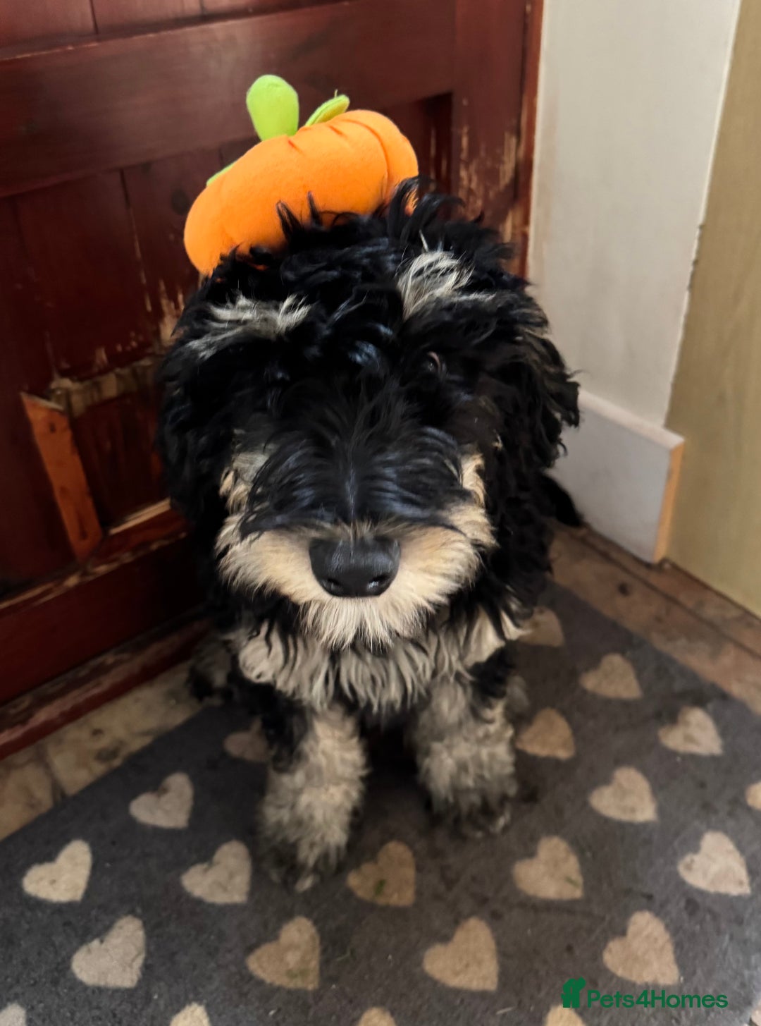 Bernedoodle dogs for sale: Beautiful Young Bernedoodle - Full of Love - Image 4