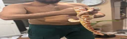 Corn Snake reptiles for sale: Large 5ft Corn snake and tank - Advert 3