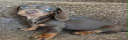 Miniature Dachshund dogs for sale: 6 gorgeous M Dachshunds - Advert 5