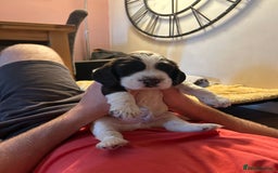 Cocker Spaniel dogs for sale: Beautiful Show Cocker Spaniels - Image 10