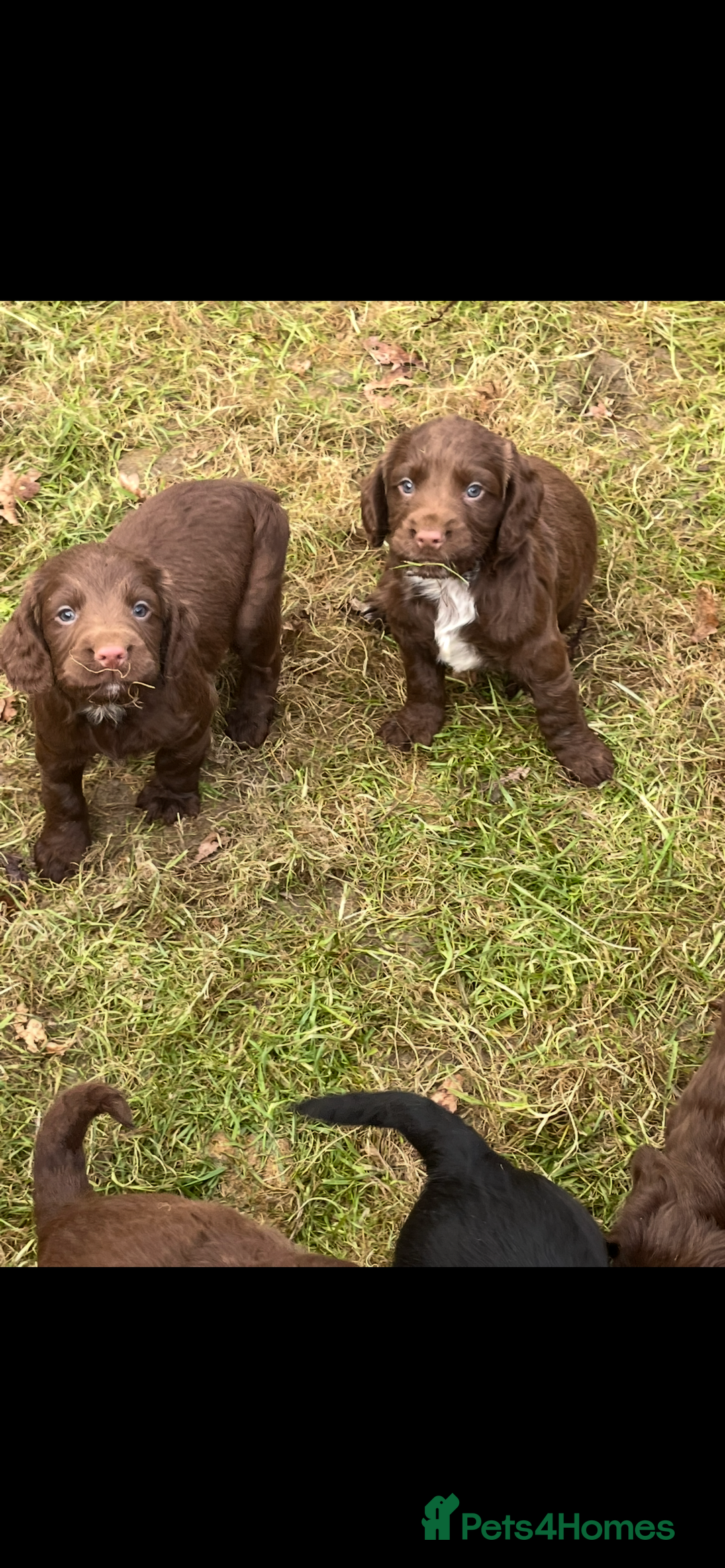 Cocker Spaniel dogs for sale: Beautiful Cockerspaniel Puppies for sale🐶 - Advert 5