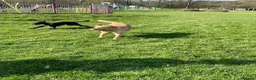 Mixed Breed dogs for sale: Meet Whizzer - 3 year old Male Lurcher - Advert 3