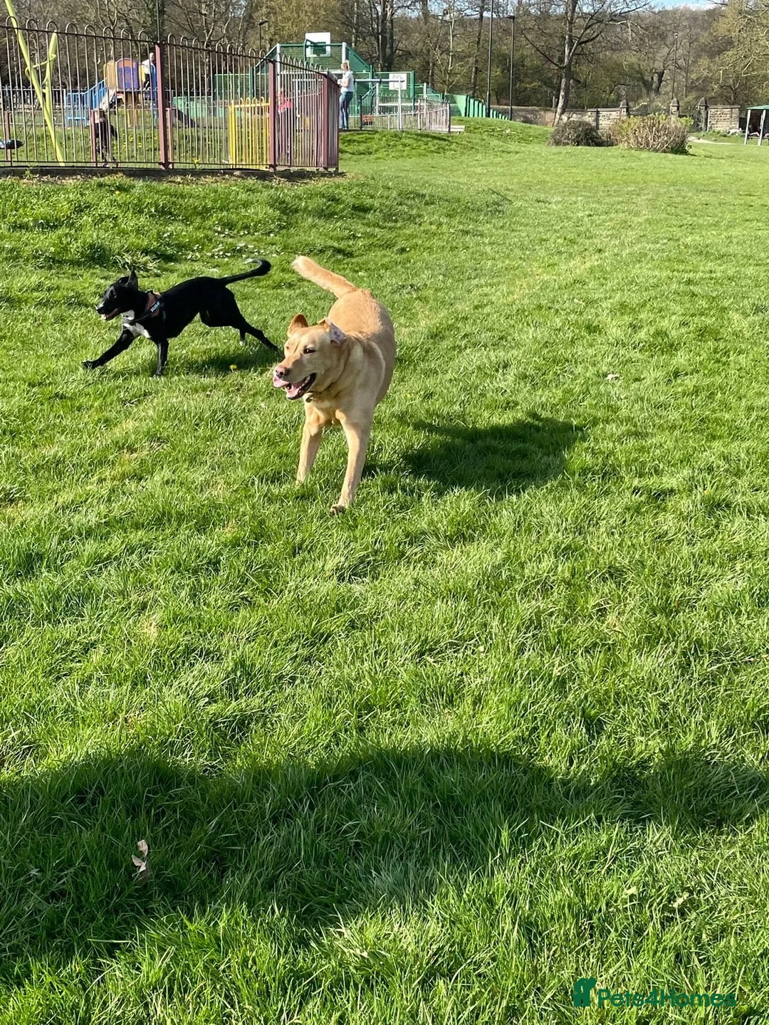 Mixed Breed dogs for sale: Meet Whizzer - 3 year old Male Lurcher - Advert 3