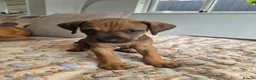 Rhodesian Ridgeback dogs for sale: KC Registered Rhodisian Ridgebacks  - Advert 10