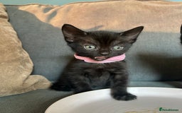 Domestic Shorthair cats for sale: Beautiful black kittens.  - Image 7