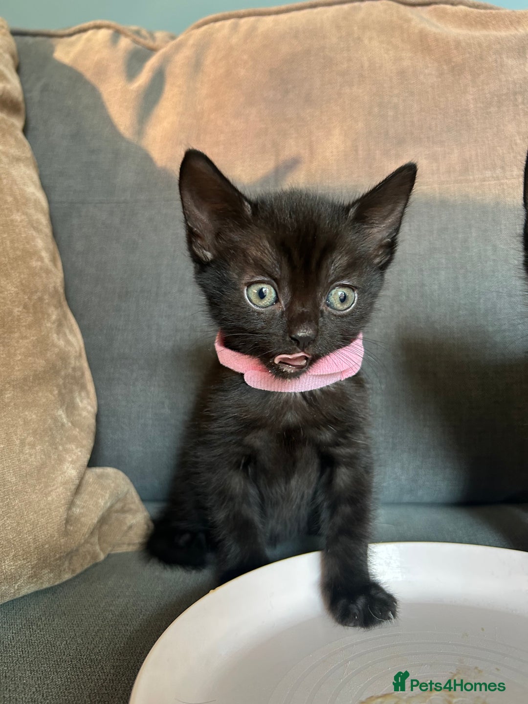 Domestic Shorthair cats for sale: Beautiful black kittens.  - Image 7