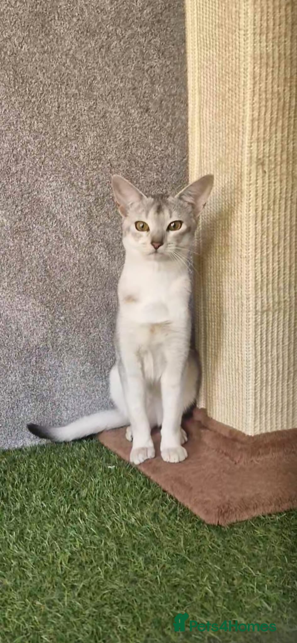 Abyssinian cats Pure Silver Abyssinian Stud  - Advert 1
