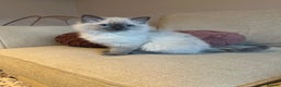 Ragdoll cats for sale: Adorable Ragdoll Kittens - Advert 3