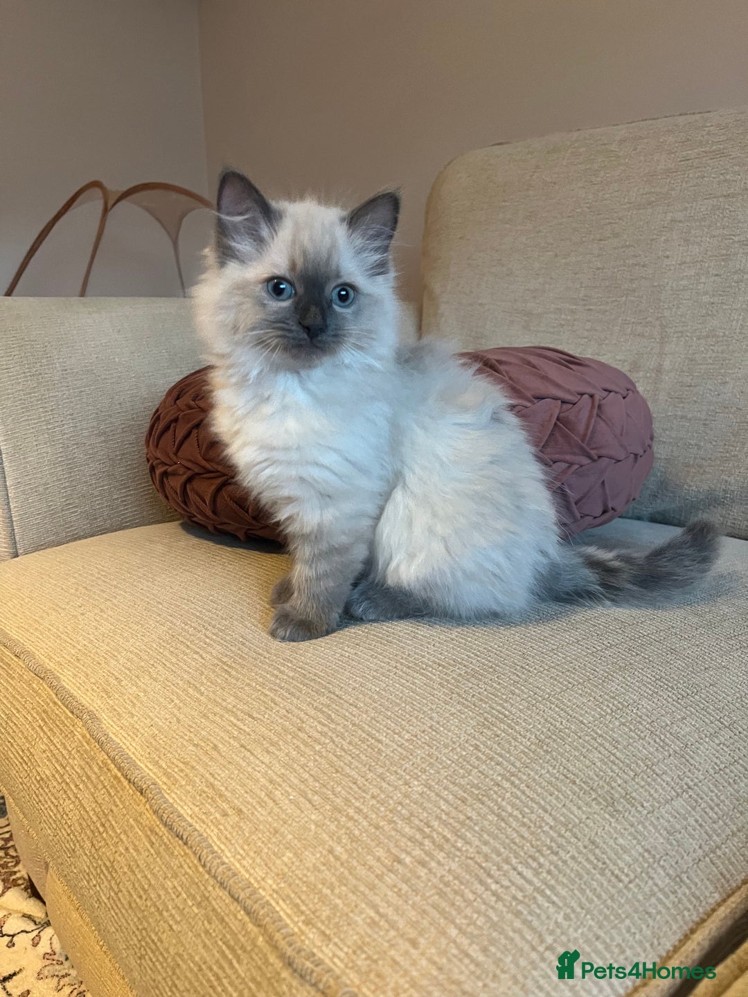 Ragdoll cats for sale: Adorable Ragdoll Kittens - Advert 3