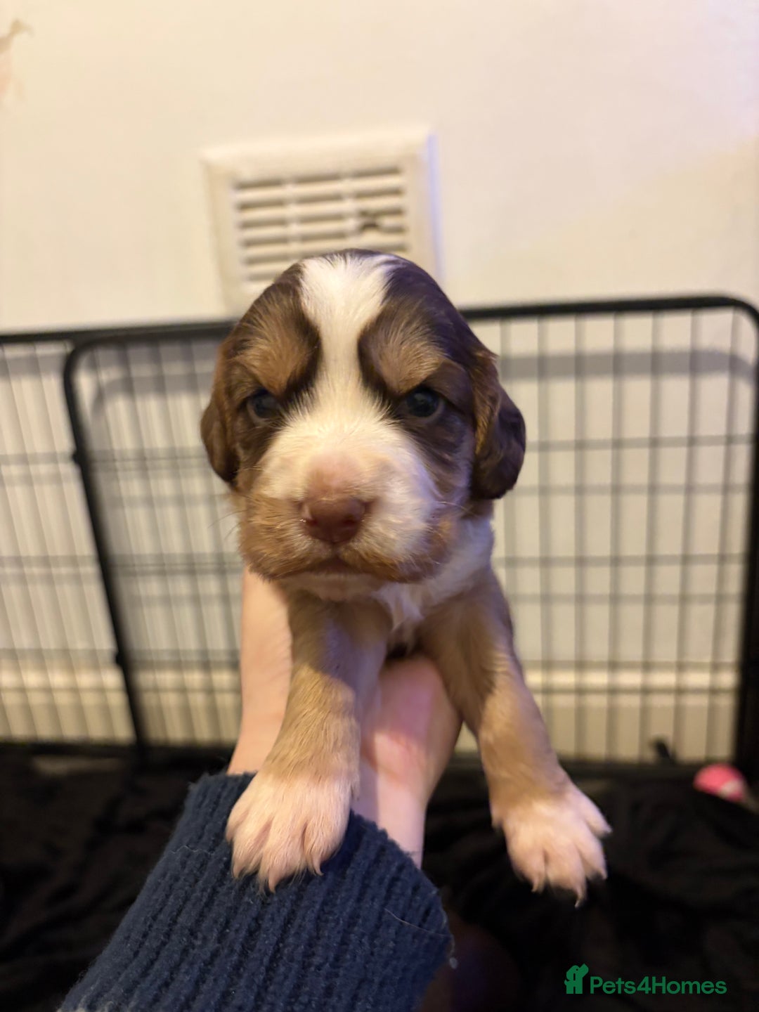 Cocker Spaniel dogs for sale: FEMALE CHOC WORKING COCKER LEFT! - Advert 13