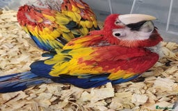 Macaws birds for sale: Scarlett macaw babies - Advert 1