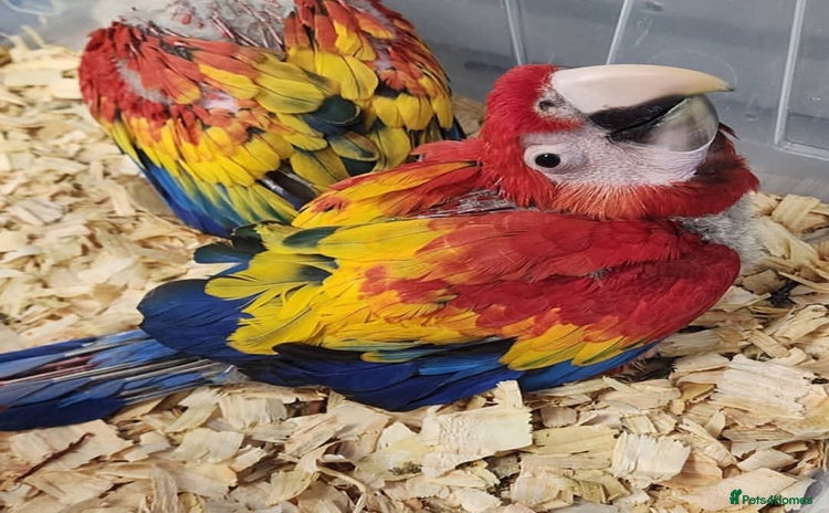 Macaws birds Scarlett macaw babies - Advert 1