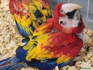 Macaws birds for sale: Scarlett macaw babies - Advert 1