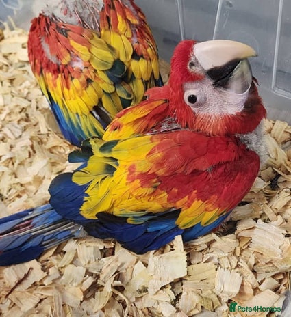 Macaws birds Scarlett macaw babies - Advert 1