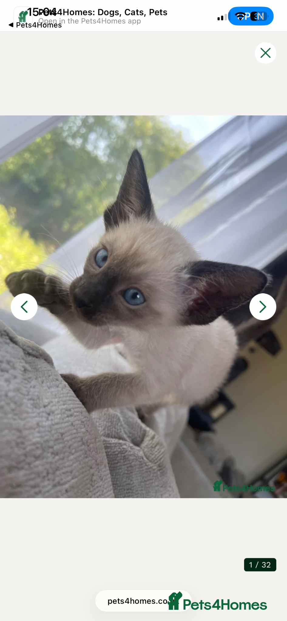 Siamese cats 1 blue boy 1 seal boy left. Ready now - Advert 1
