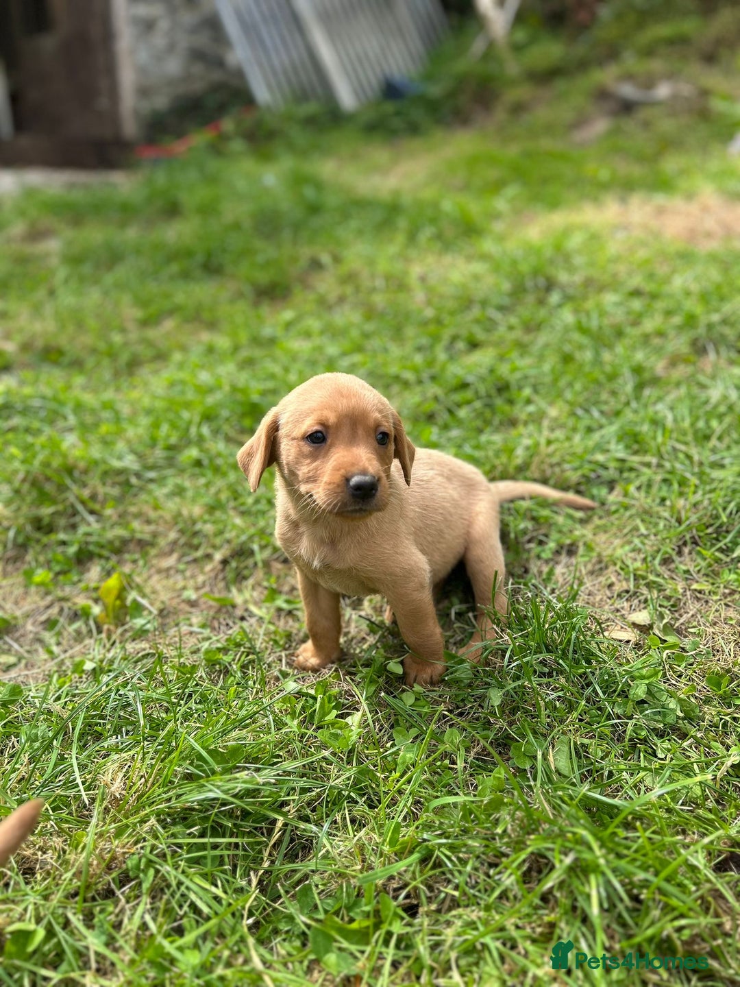 Labrador Retriever dogs for sale: 3 Beautiful Fox Red Labrador puppies - Image 5
