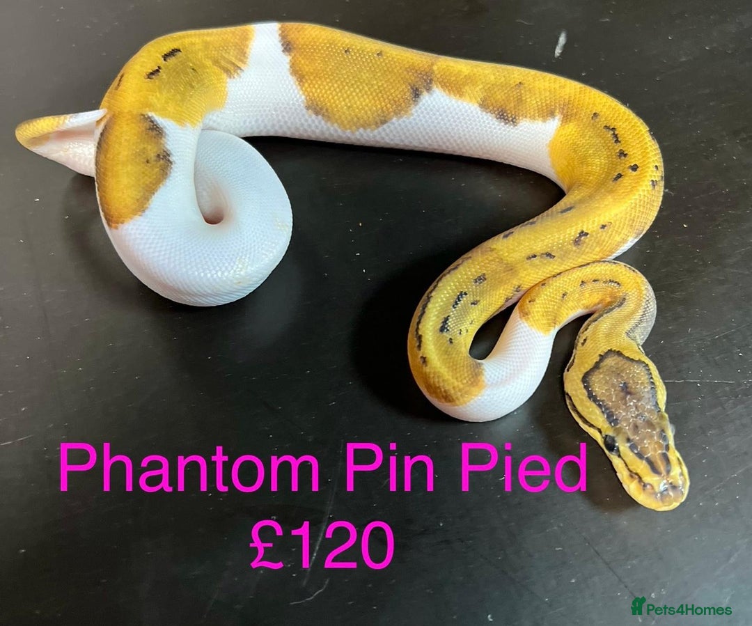 Python Snake reptiles for sale: Ball/royal pythons  - Image 20
