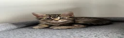 Maine Coon cats for sale: Adorable Mix Maine coon & American shorthair  - Advert 21