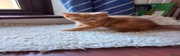 British Shorthair cats for sale: Fawn Tortie & Cinnamon Tortie sisters - Advert 14