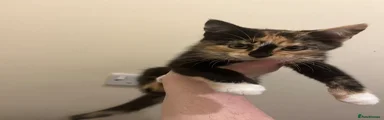 Domestic Shorthair Kitten 5