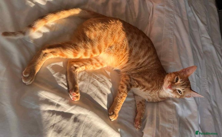 Arabian Mau cats - Advert 1