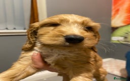 Labradoodle dogs for sale:  Australian Labradoodles Show Cocker Spaniel - Image 24