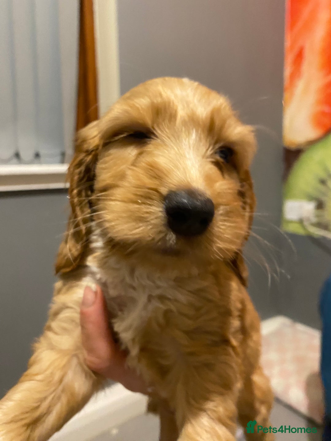 Labradoodle dogs for sale:  Australian Labradoodles Show Cocker Spaniel - Image 24