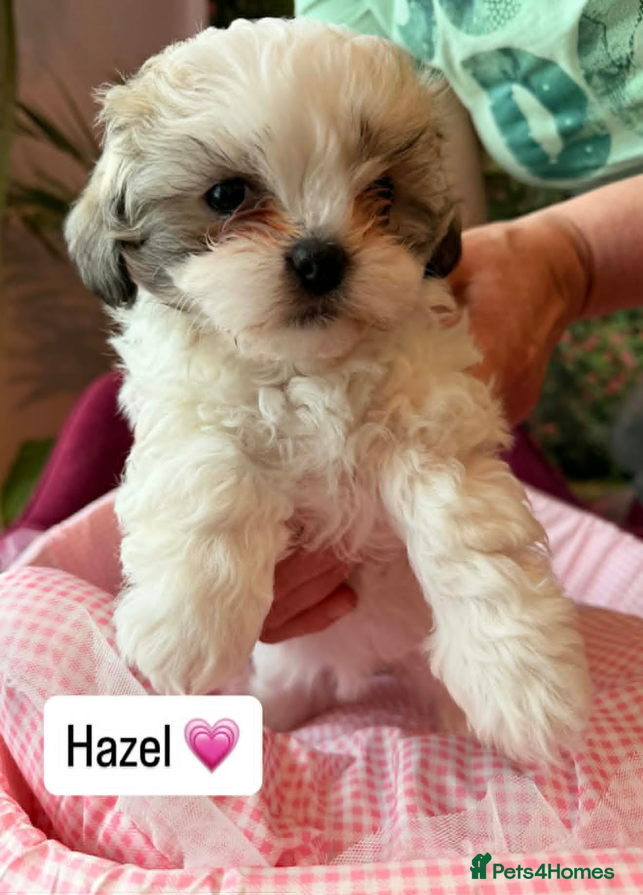 Malshi dogs for sale: Malshi Puppies - Rare Type - Ready Soon - Advert 1