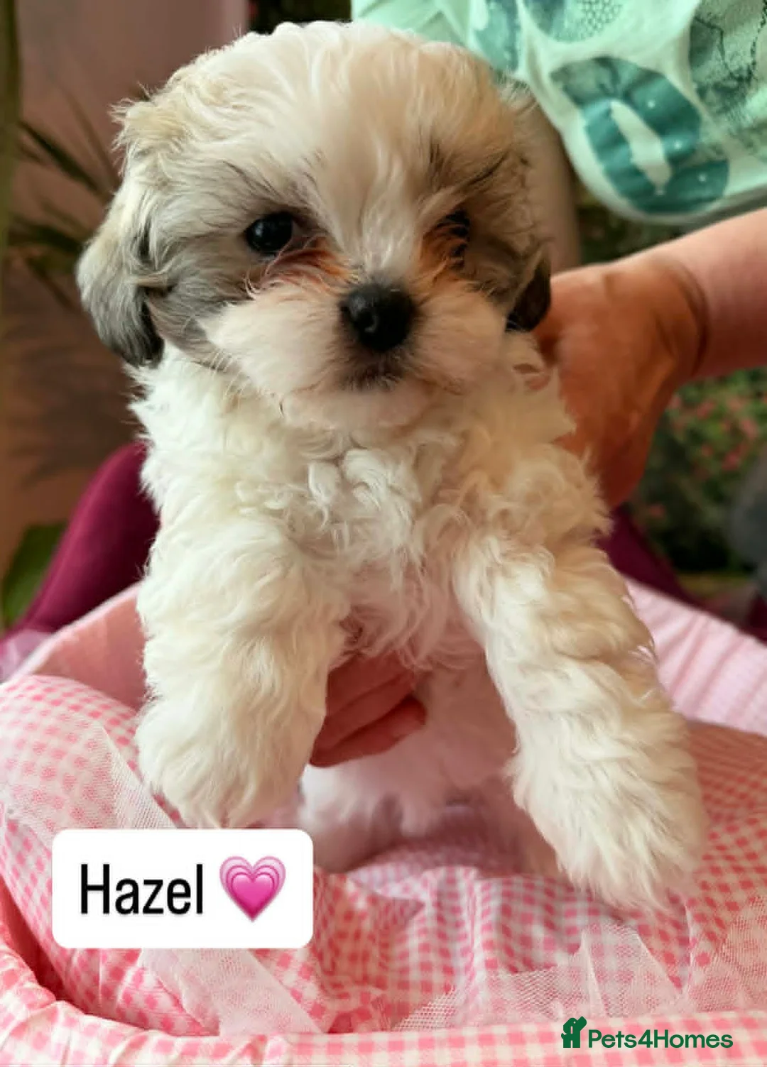 Malshi dogs for sale: Malshi Puppies - Rare Type - Ready Soon - Advert 1