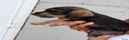 Mixed Breed dogs for sale: Pick her up now  in Romsey - Advert 4