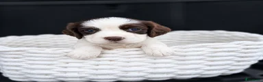 Cocker Spaniel 3