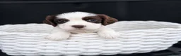 Cocker Spaniel dogs for sale: Beautiful Cocker Spaniel Puppies – Ready Now 🐾 in Saint Austell - Advert 3
